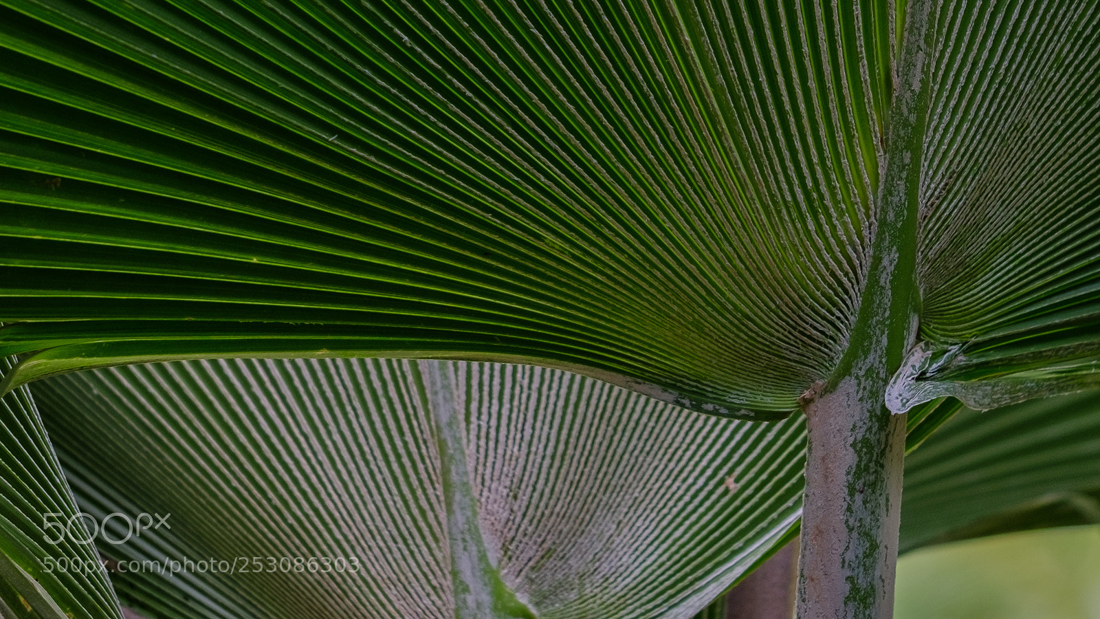 Fujifilm X-T2 sample photo. Green lines of nature photography