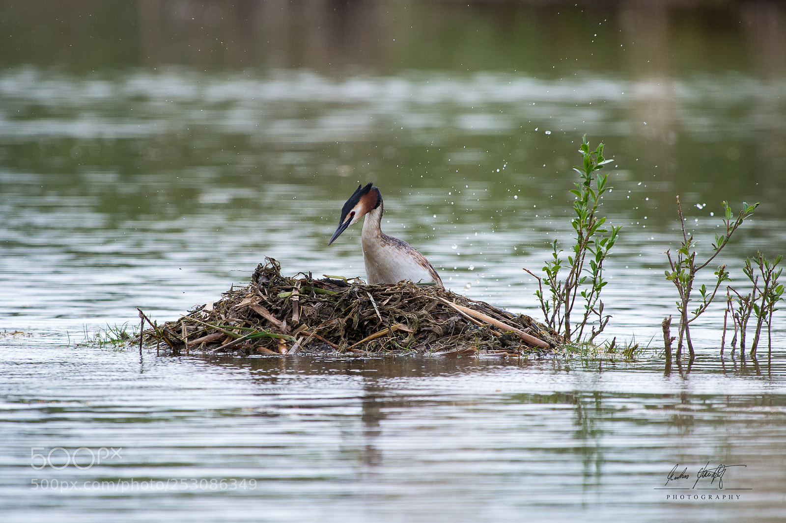 Pentax K-5 IIs sample photo. Shaking off the water photography