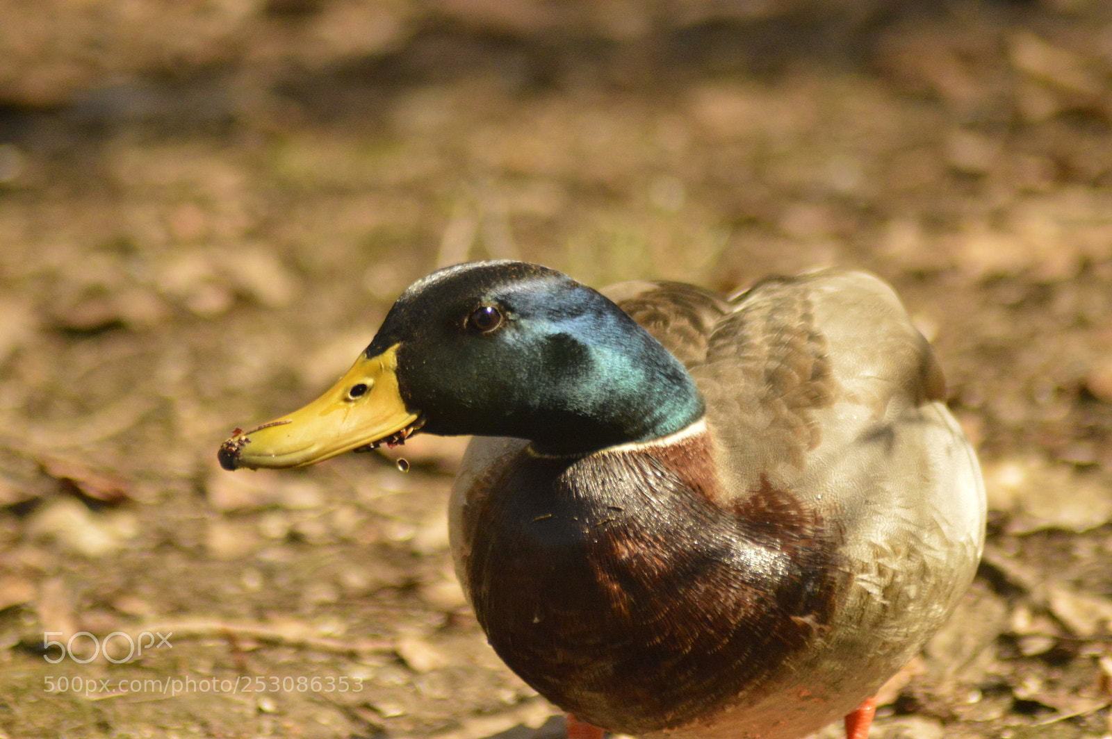 Nikon D3200 sample photo. Duck portrait photography