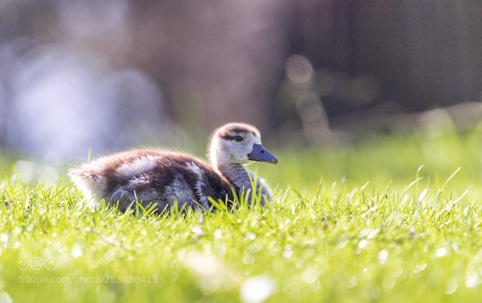Canon EOS 1200D (EOS Rebel T5 / EOS Kiss X70 / EOS Hi) sample photo. Egyptian goose gosling photography