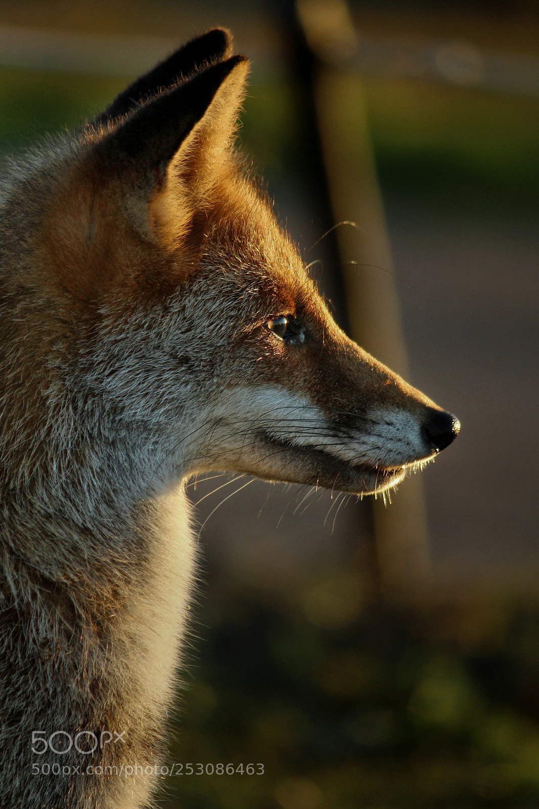Canon EOS 700D (EOS Rebel T5i / EOS Kiss X7i) sample photo. Red fox watching sunset photography
