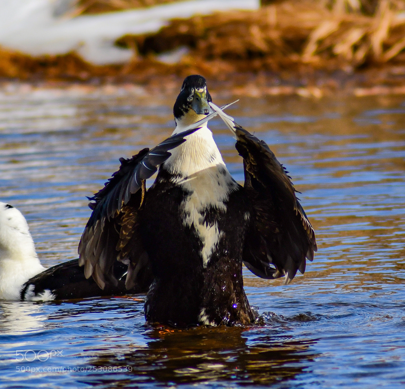 Nikon D7500 sample photo. Kung-fu duck photography