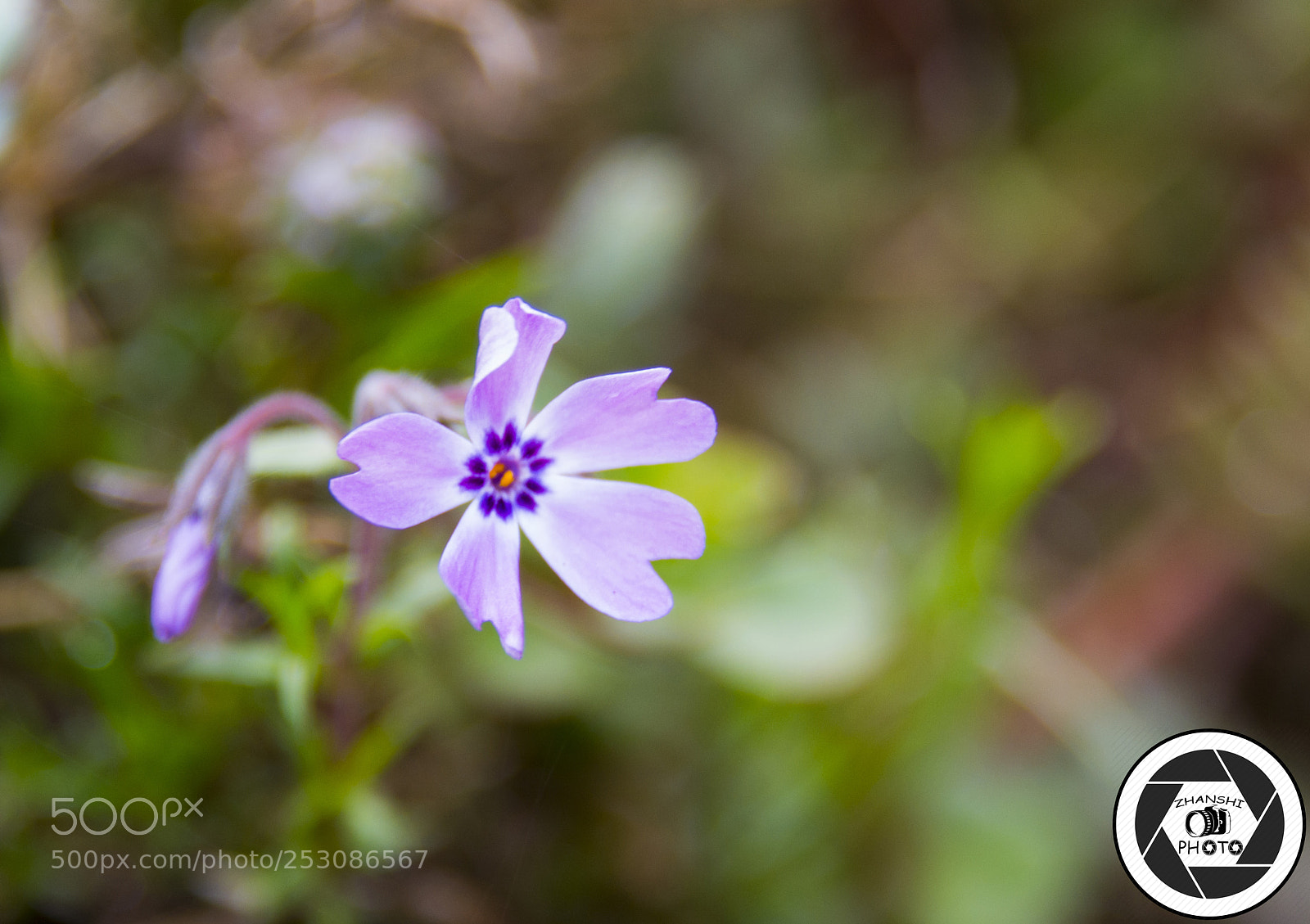 Nikon D3100 sample photo. Wild flower photography