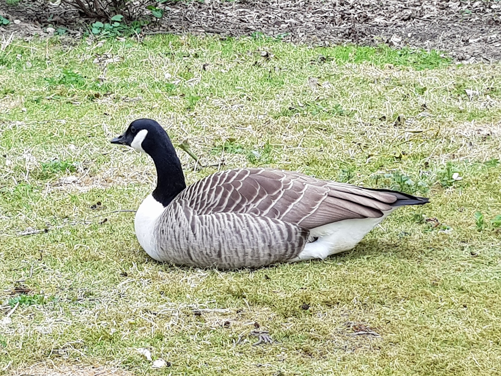 Samsung Galaxy S8+ sample photo. Untitled photography