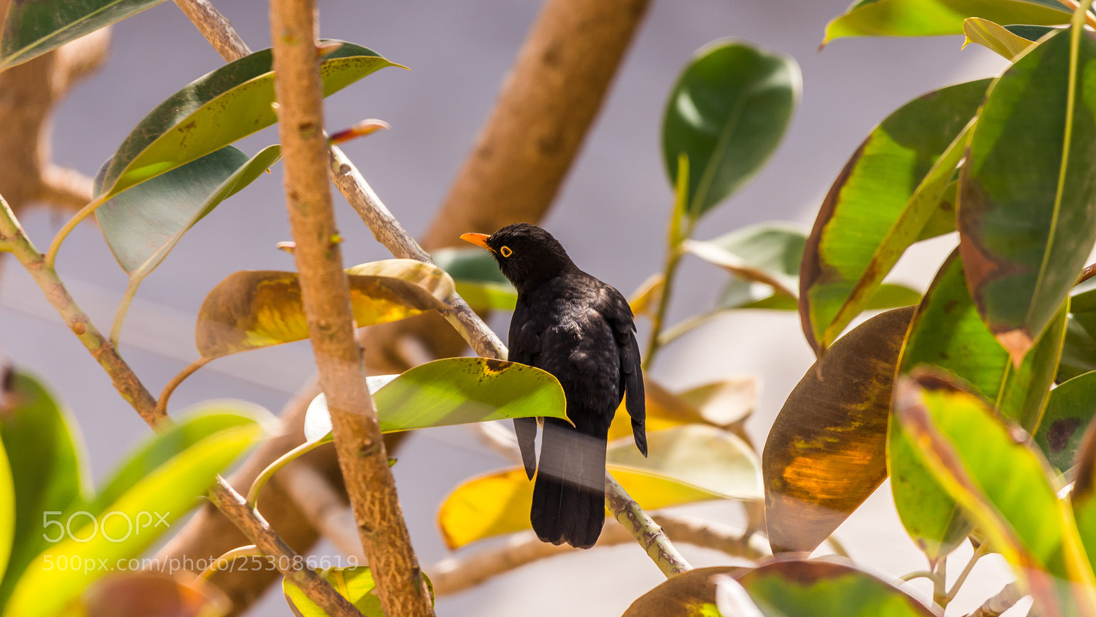 Nikon D7200 sample photo. You again ! photography