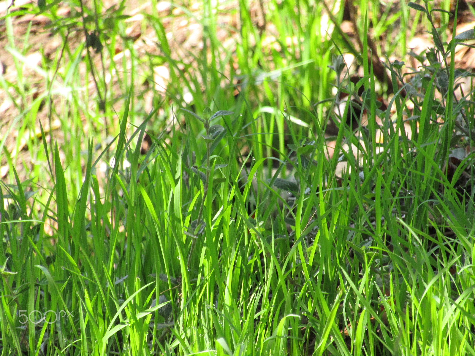 Canon POWERSHOT SX430 IS sample photo. Img photography