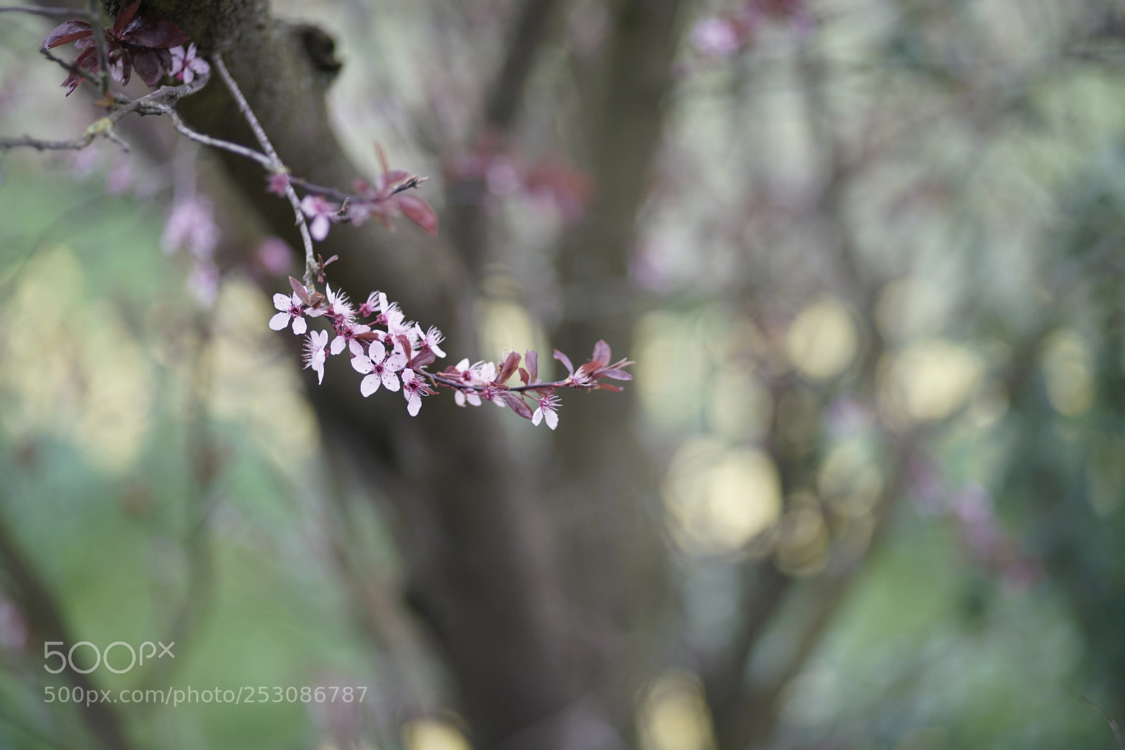 Sony a7R II sample photo. Spring blossom photography