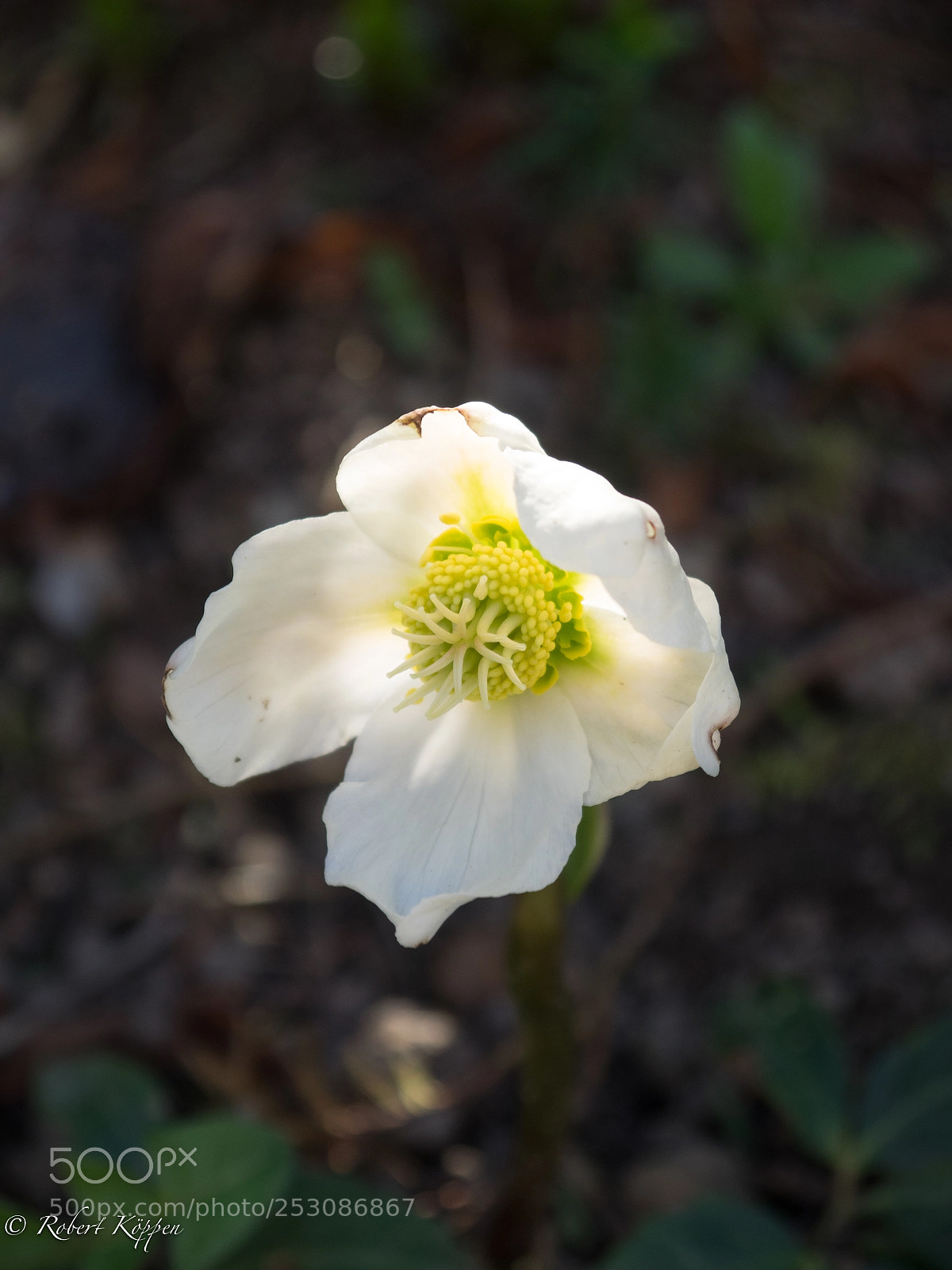 Olympus OM-D E-M1 sample photo. Flowe photography