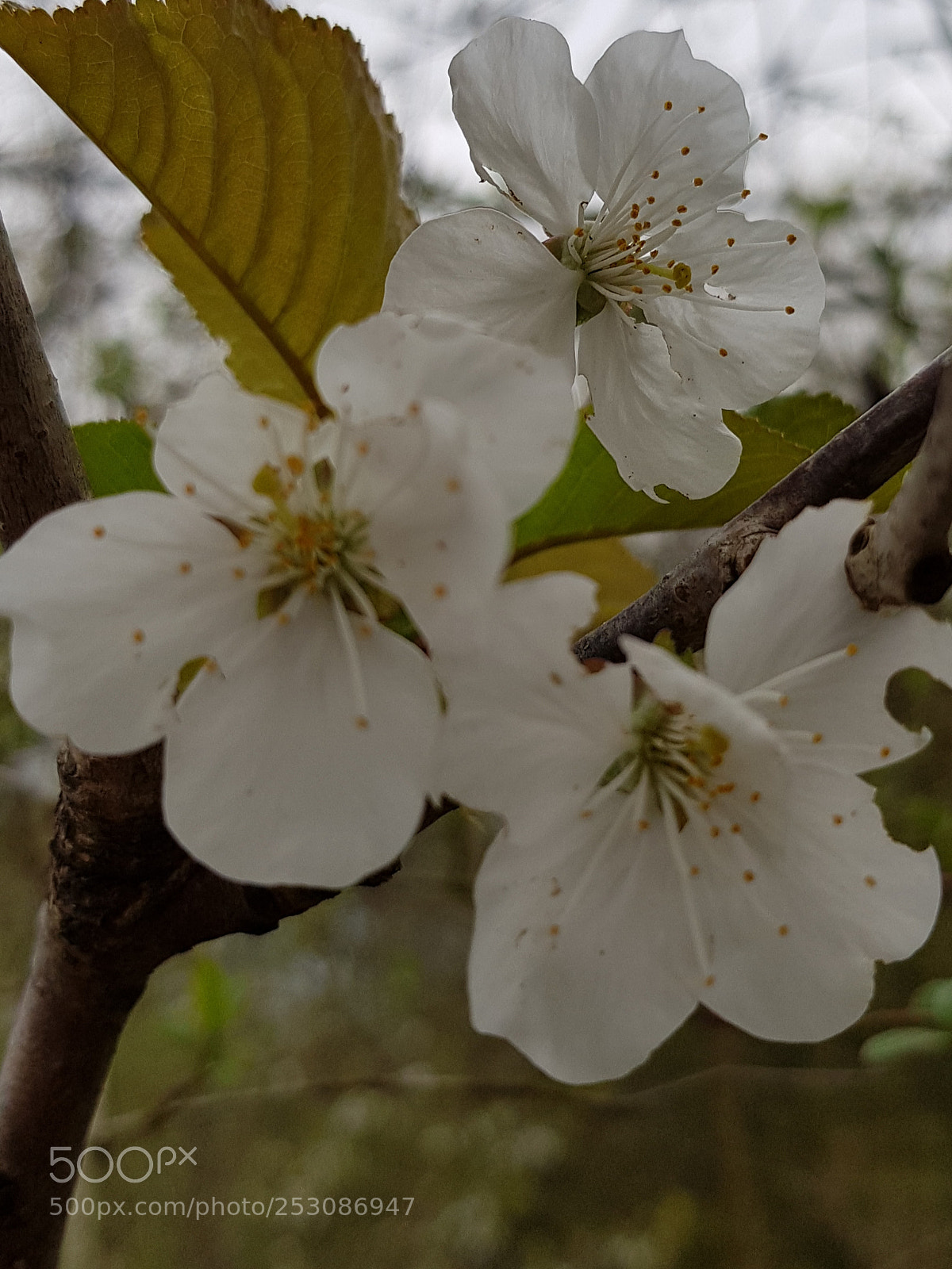 Samsung Galaxy S8+ sample photo. Untitled photography