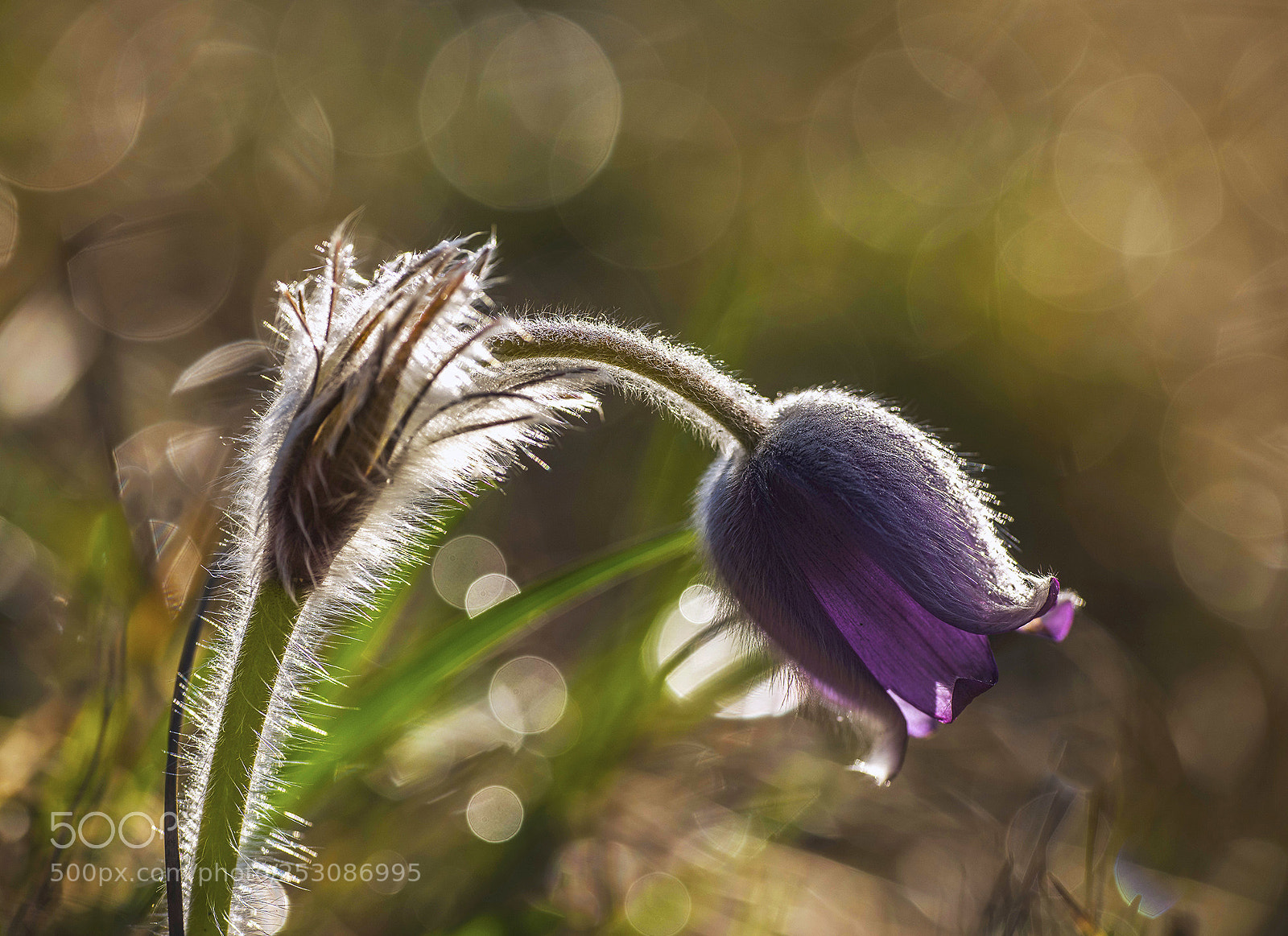 Nikon D810 sample photo. Pulsatilla grandis photography