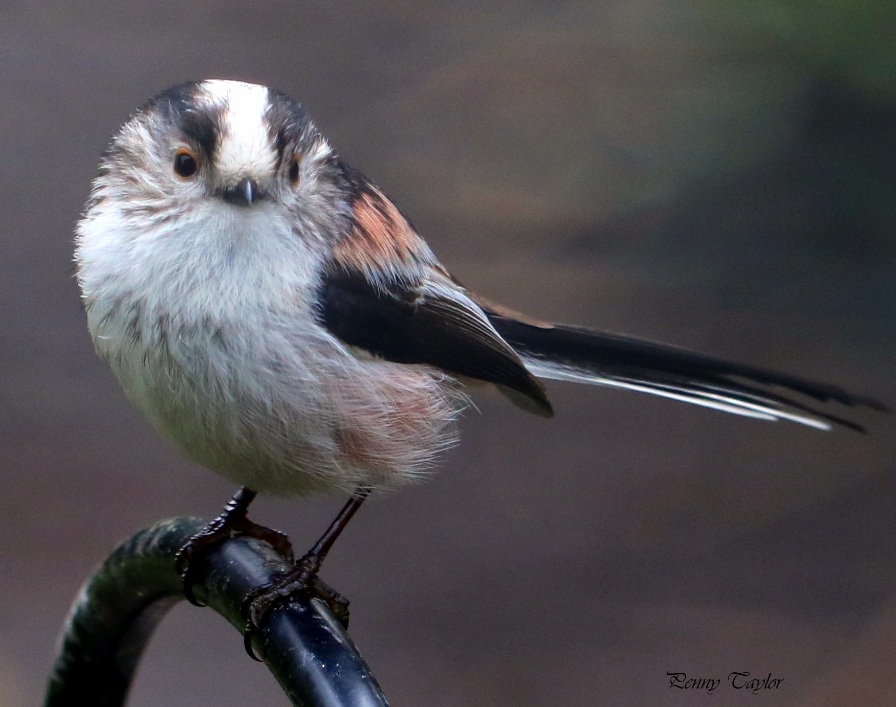 Canon EOS 750D (EOS Rebel T6i / EOS Kiss X8i) sample photo. Long tailed tit photography