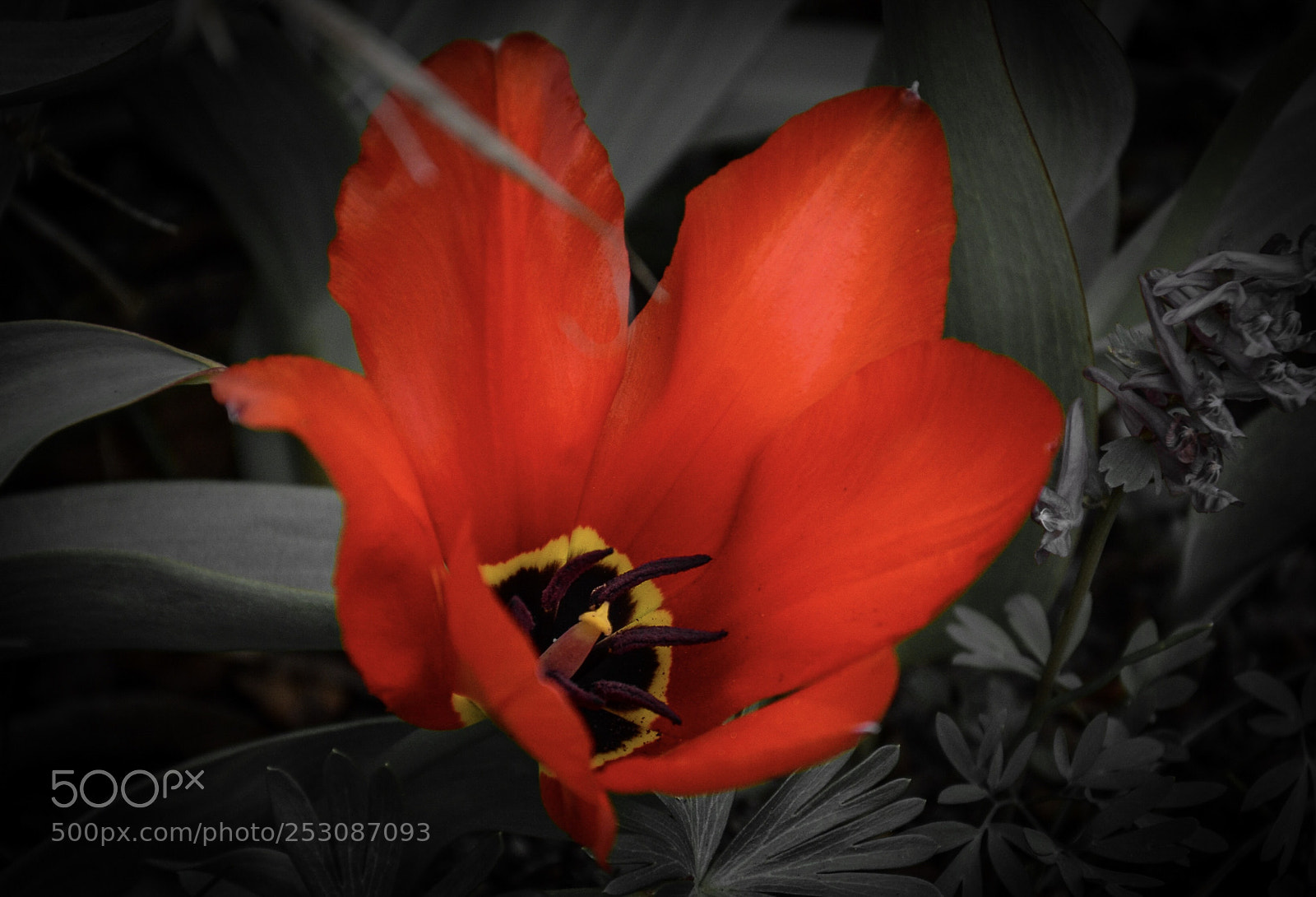 Nikon D7000 sample photo. The scarlet flower  photography