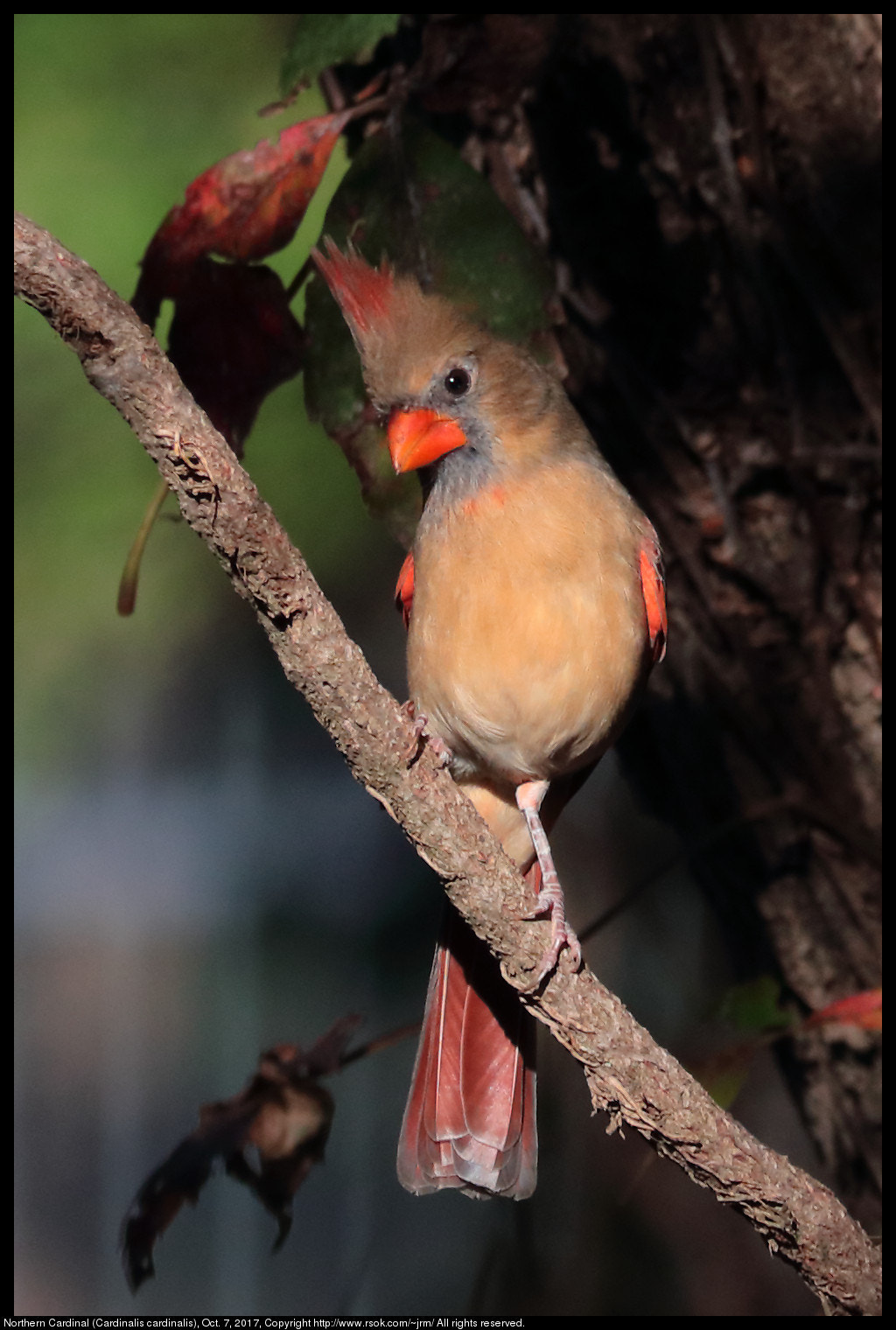 Canon EF 70-300 F4-5.6 IS II USM sample photo. Female cardinal at sunset photography