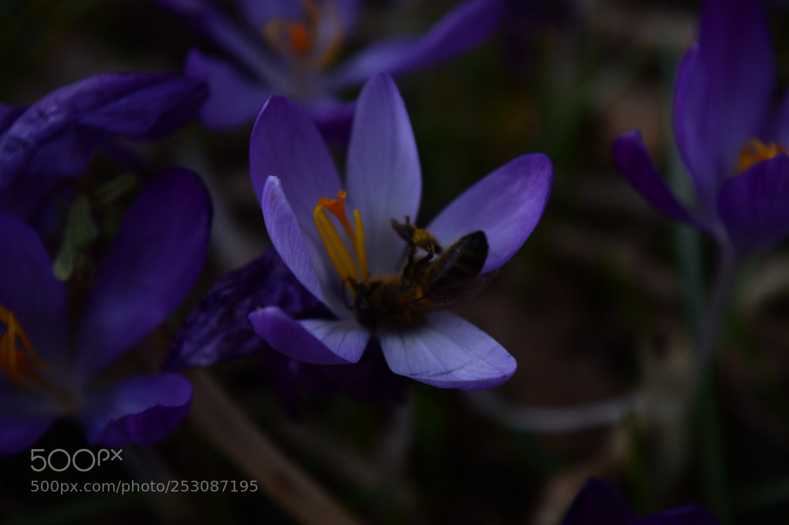 Nikon D5500 sample photo. Abeille et crocus photography