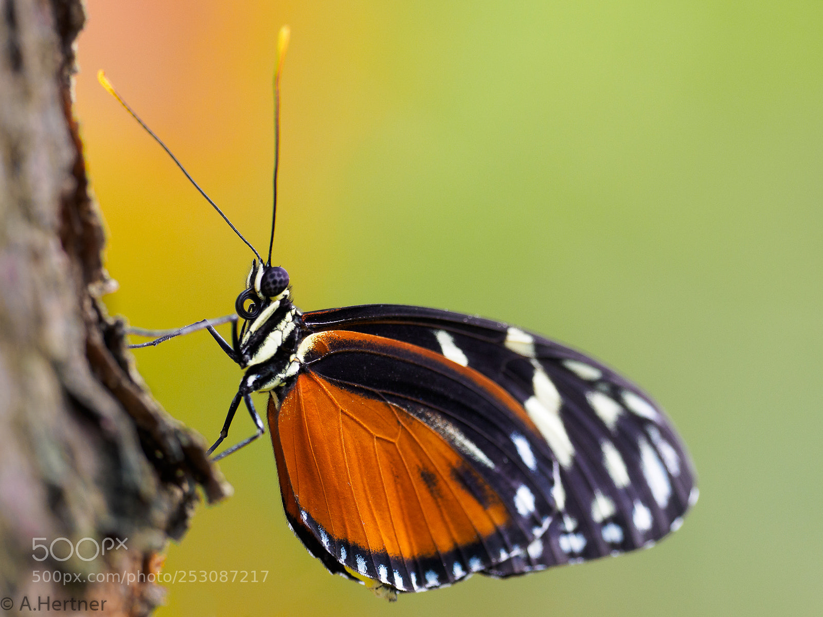Olympus OM-D E-M5 II sample photo. Golden hekale photography