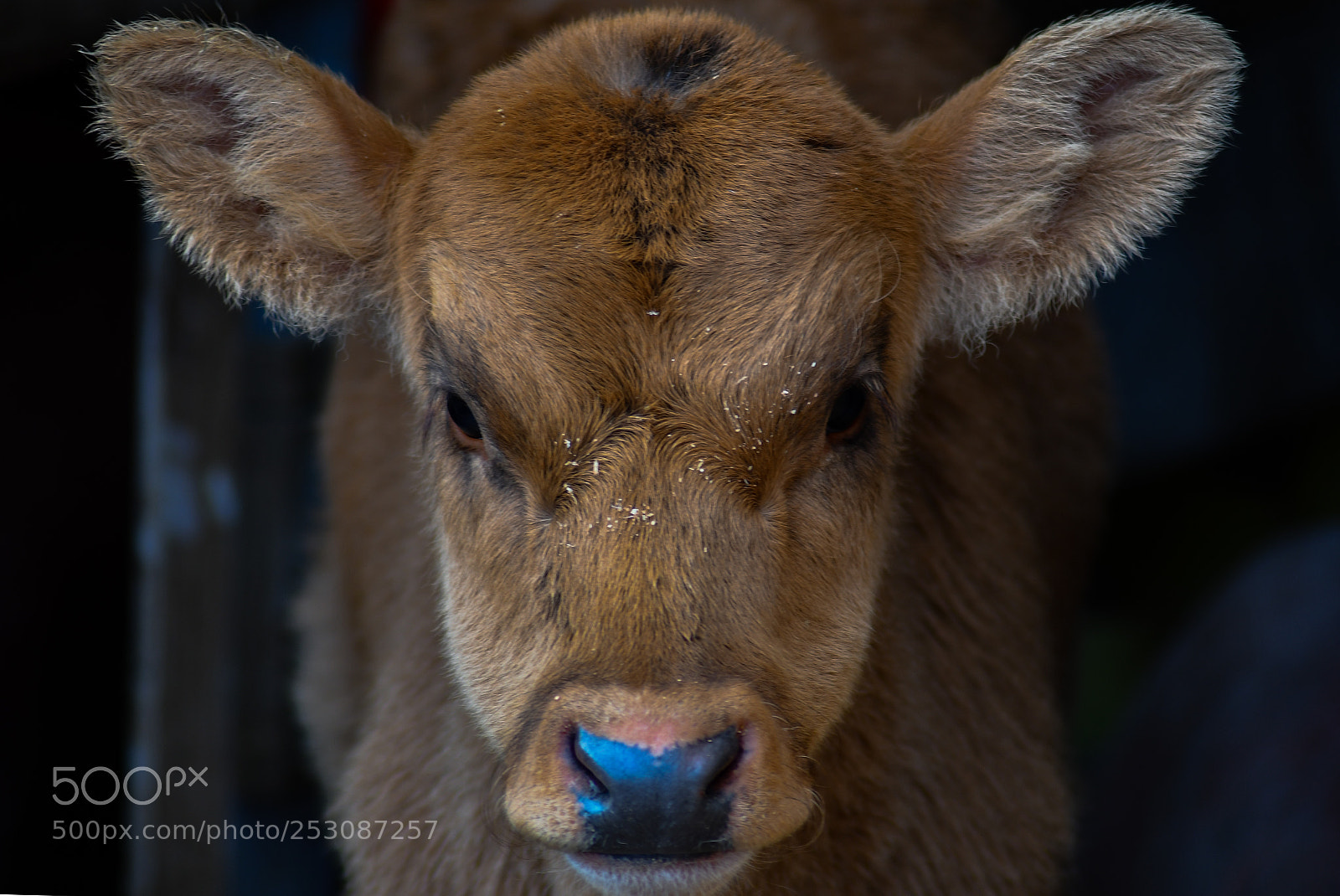 Nikon D7500 sample photo. Cute calf photography