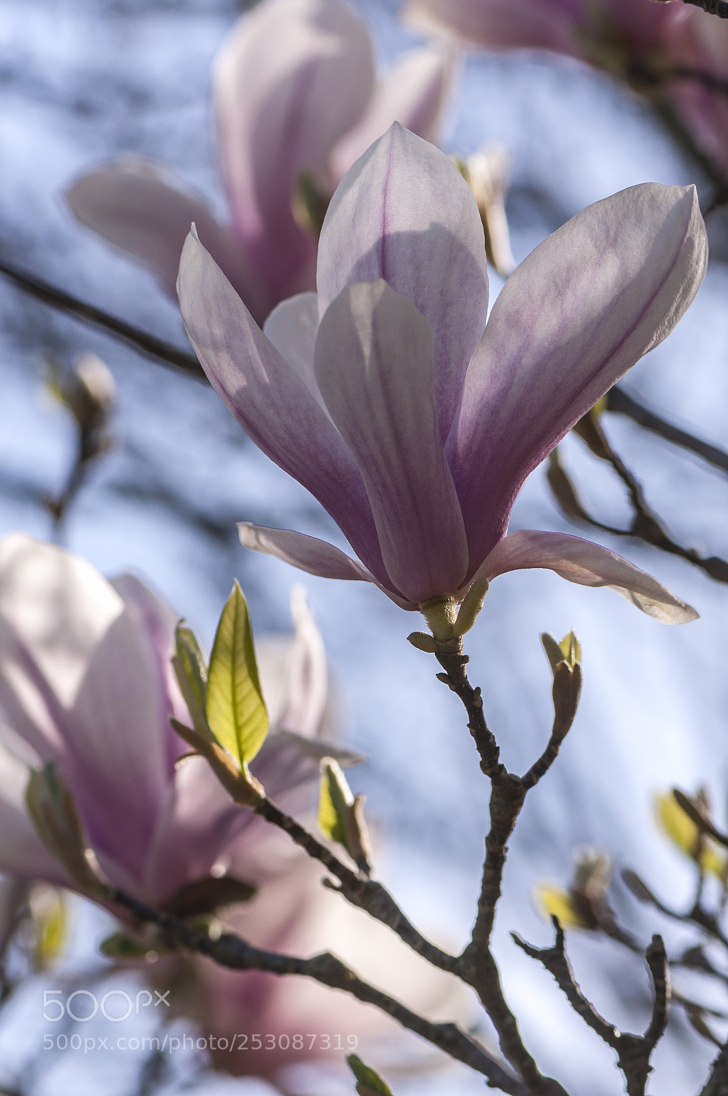 Nikon D90 sample photo. Magnolia blooming photography