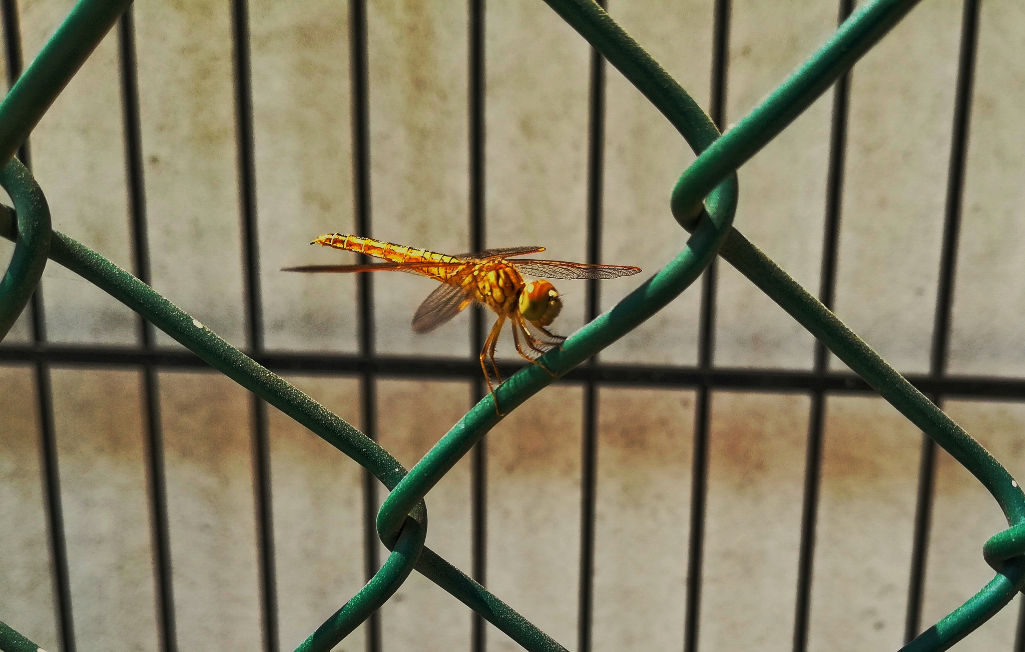 HUAWEI nova 2i sample photo