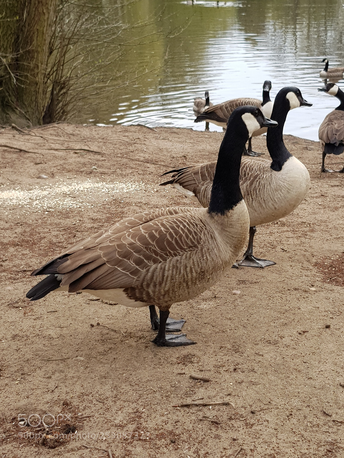 Samsung Galaxy S8+ sample photo. Untitled photography