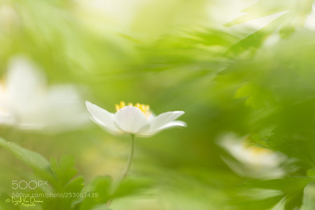 Canon EOS 5D Mark IV sample photo. Beauty in the forest photography