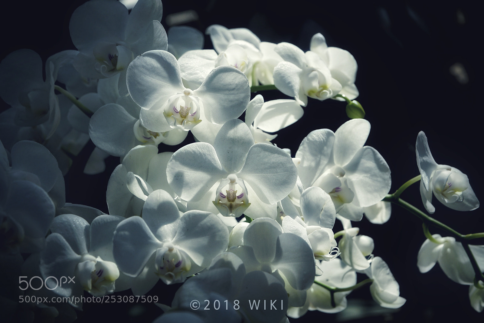 Sony a5100 sample photo. Orchid photography