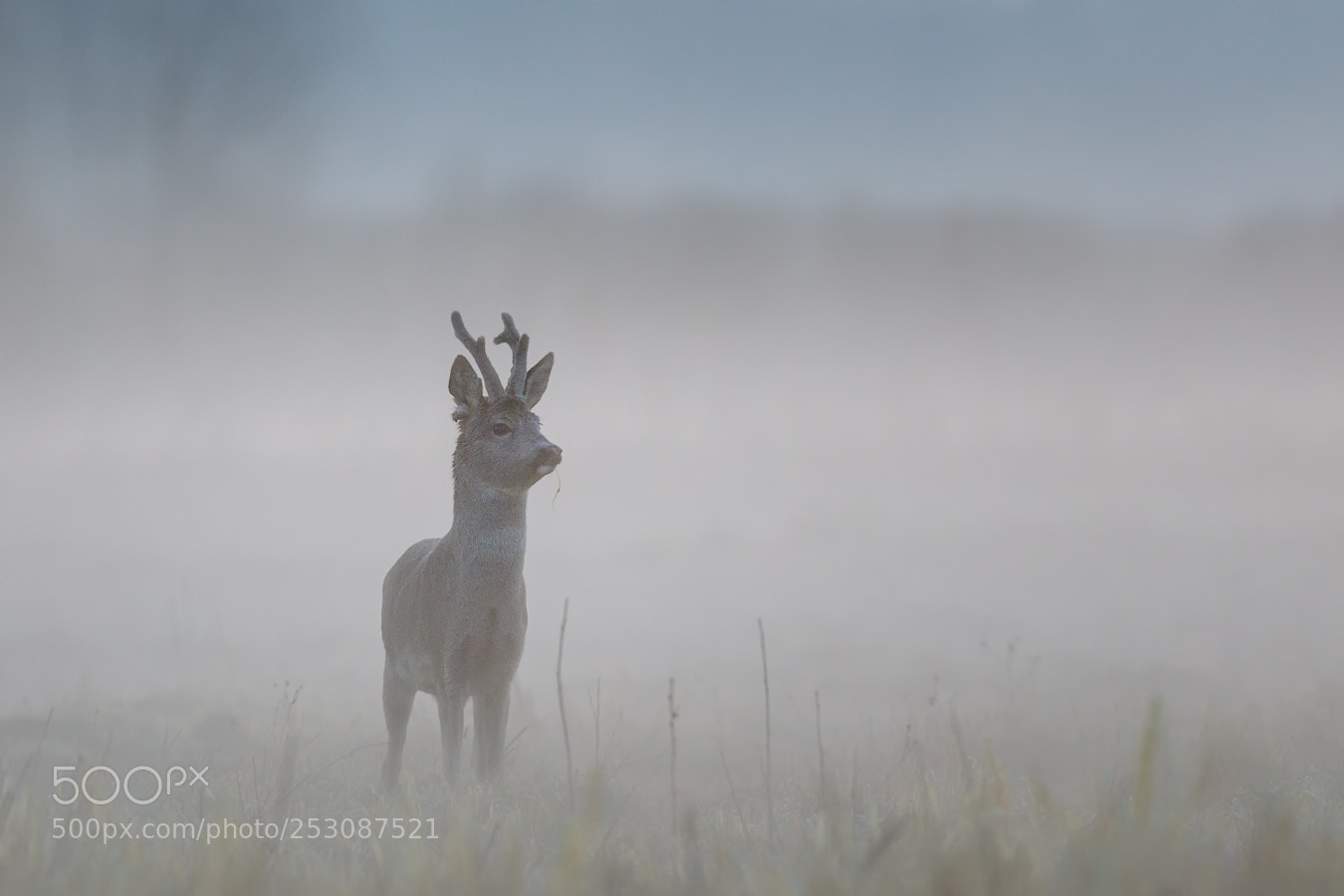 Canon EOS 5D Mark IV sample photo. Roe deer photography
