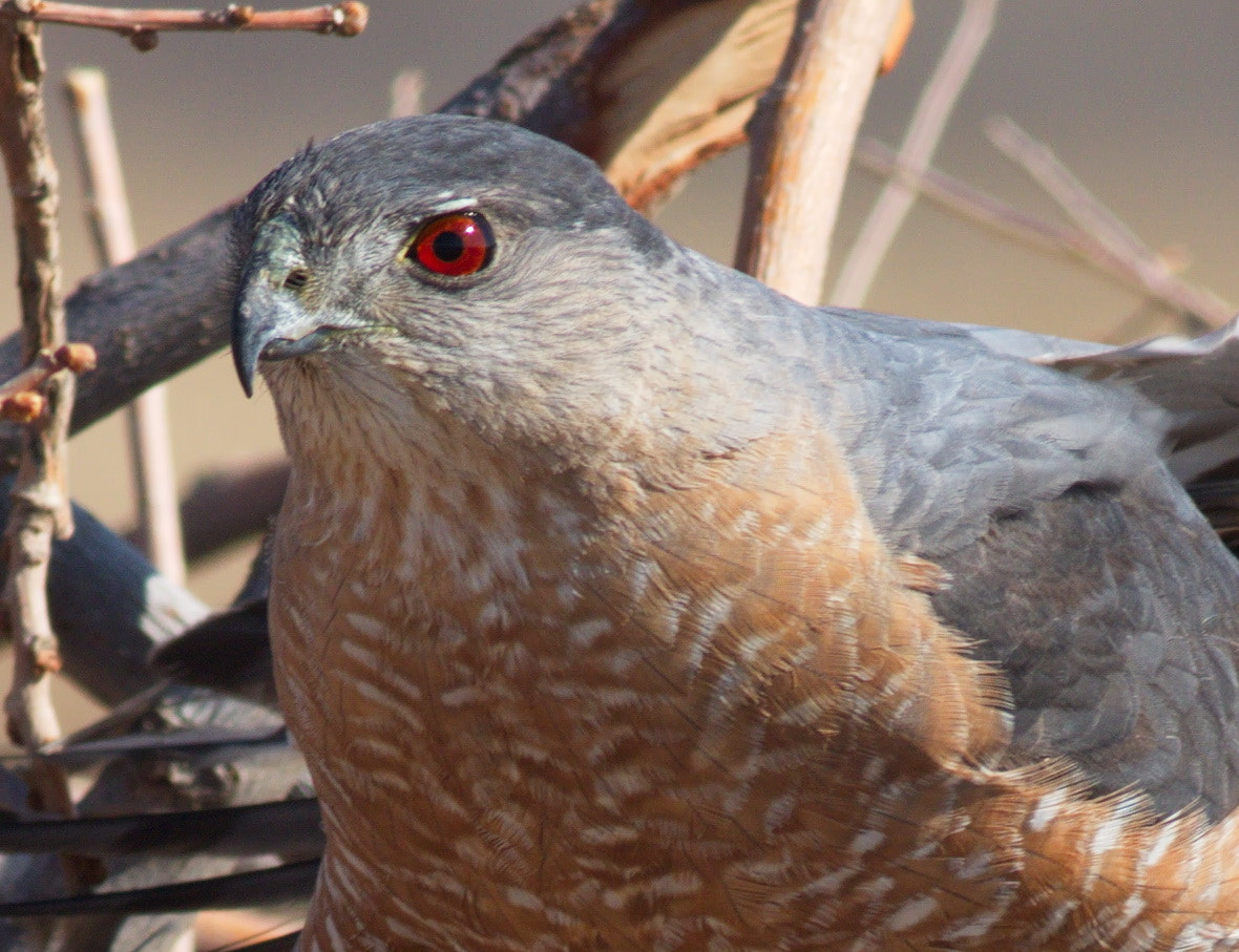 Canon EOS 7D Mark II + Canon EF 400mm F5.6L USM sample photo. Twinkle in his eye photography