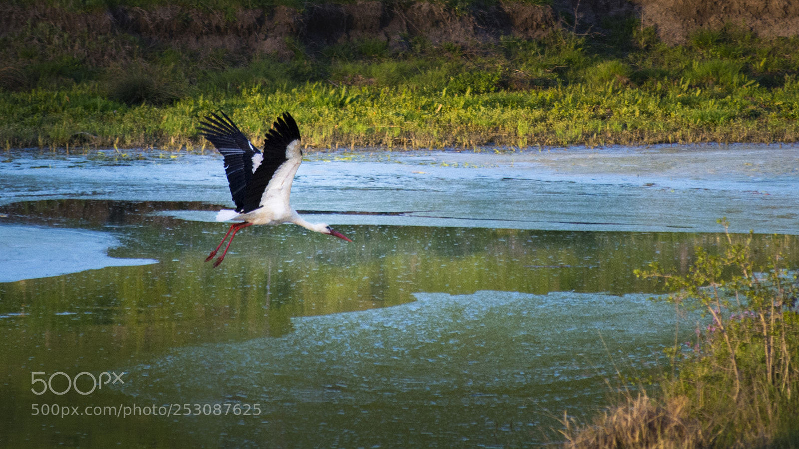 Nikon D5200 sample photo. A stork, flying over photography