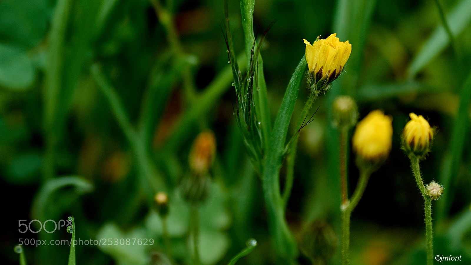 Nikon D7200 sample photo. Flors photography