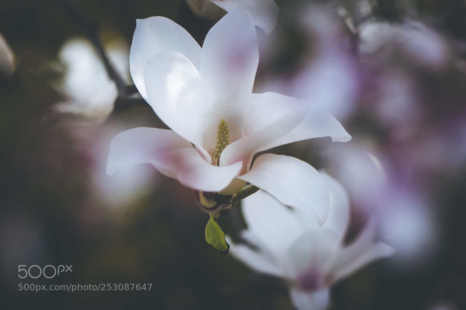 Nikon D90 sample photo. Magnolia blooming photography