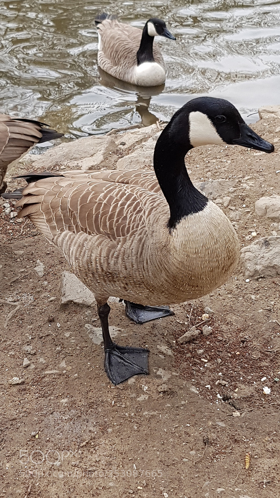 Samsung Galaxy S8+ sample photo. Untitled photography
