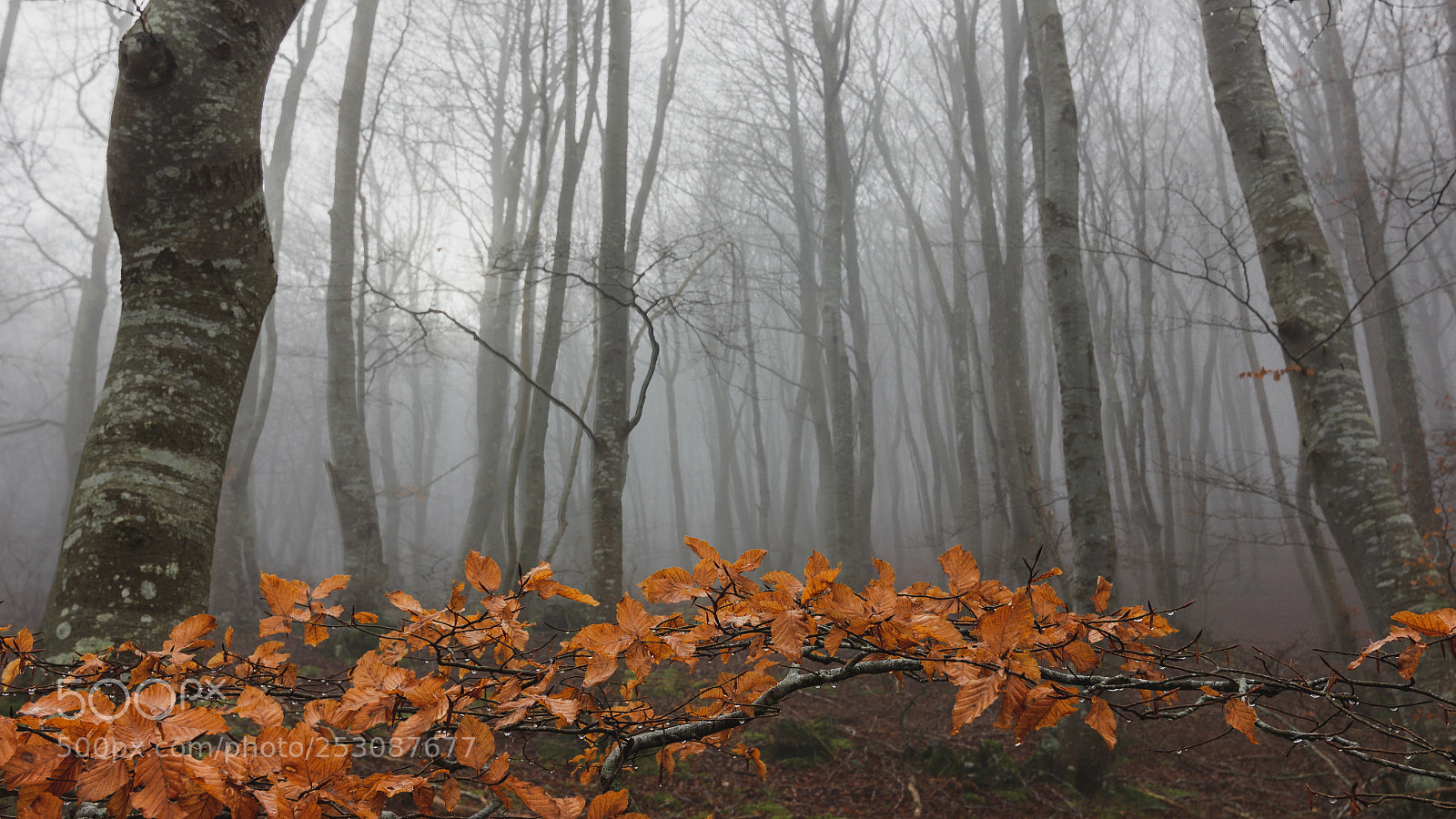 Canon EOS 550D (EOS Rebel T2i / EOS Kiss X4) sample photo. Orange fog photography