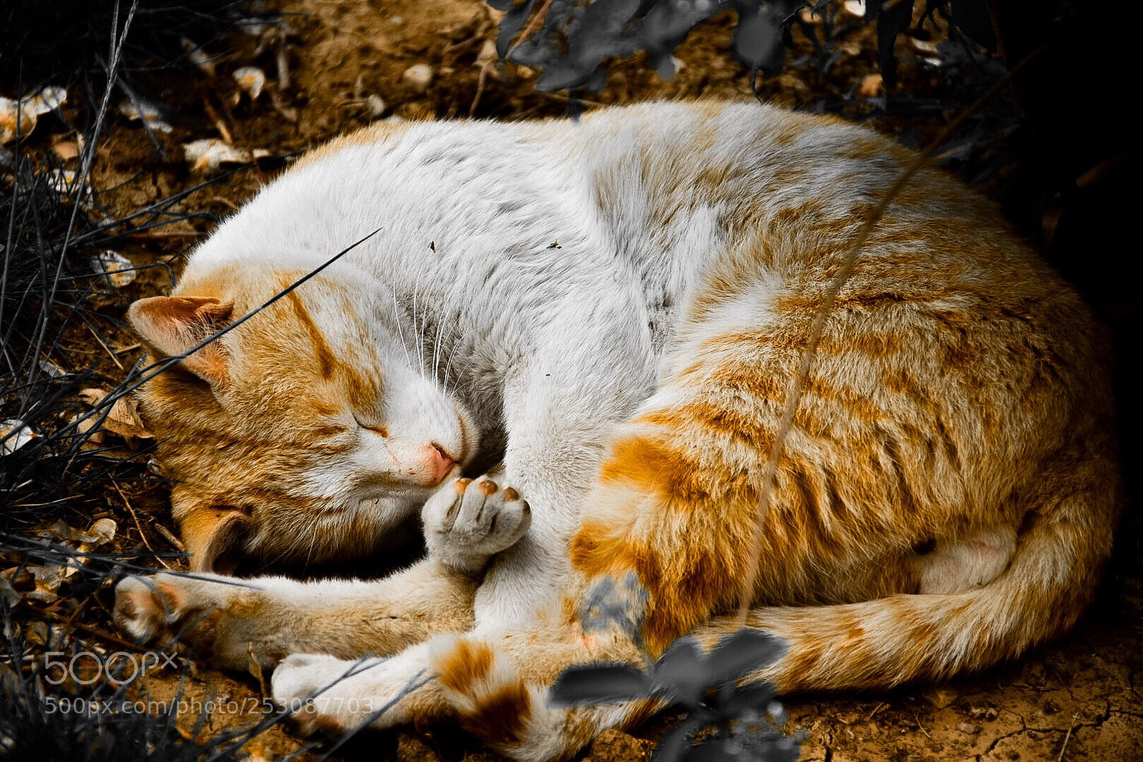 Nikon D5500 sample photo. Peaceful sleeping  photography