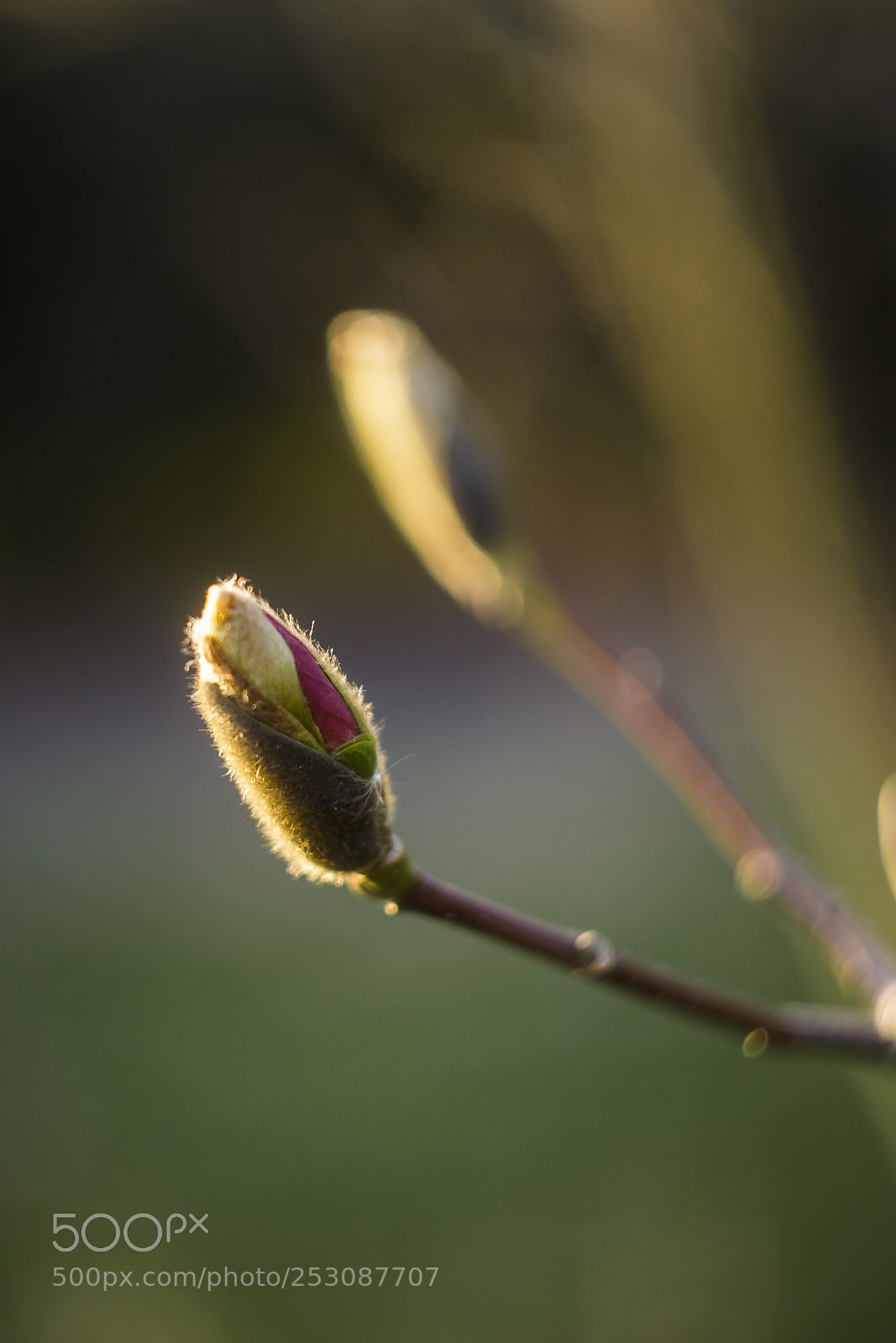 Canon EOS 6D Mark II sample photo. Untitled photography