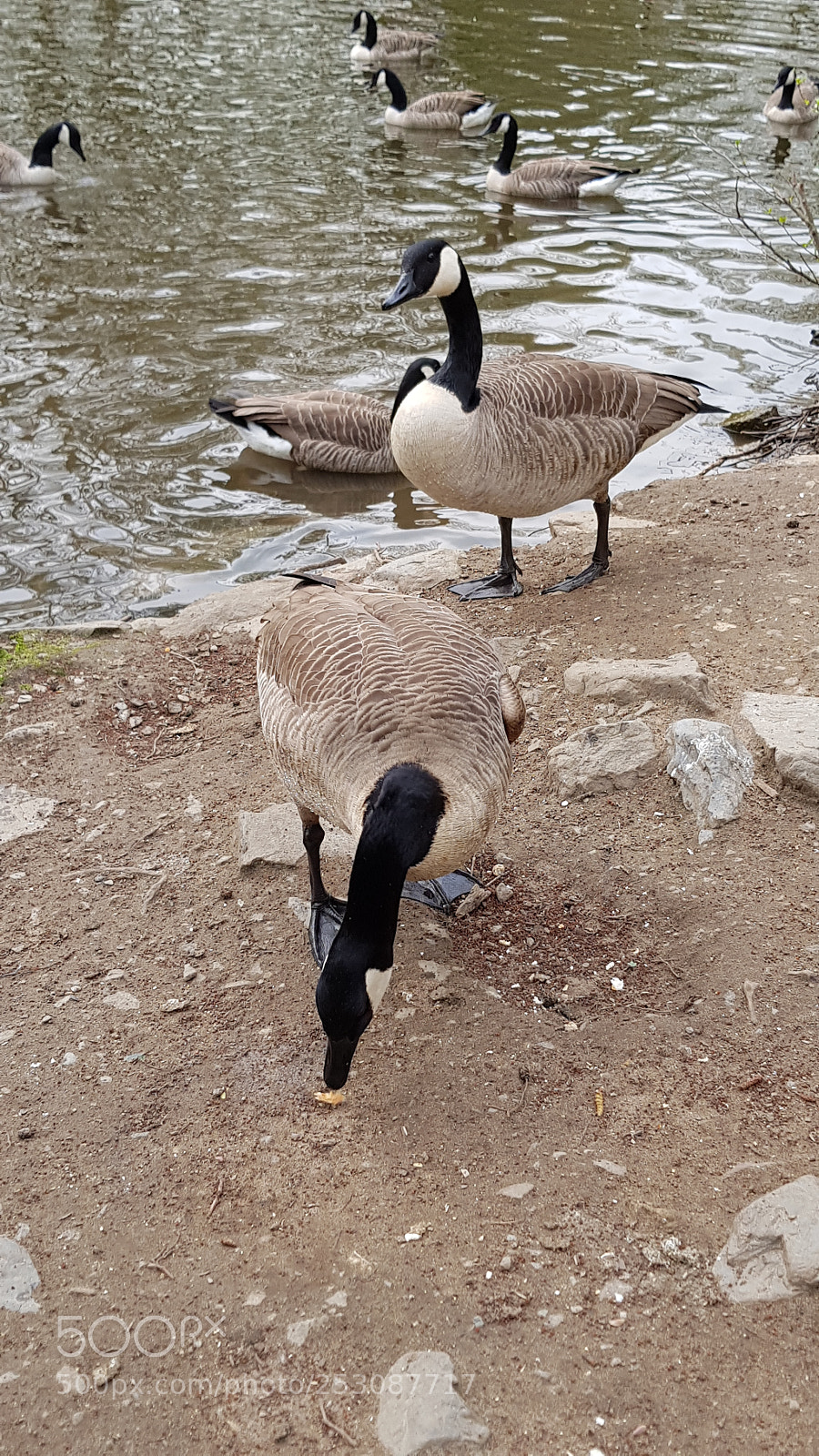Samsung Galaxy S8+ sample photo. Untitled photography