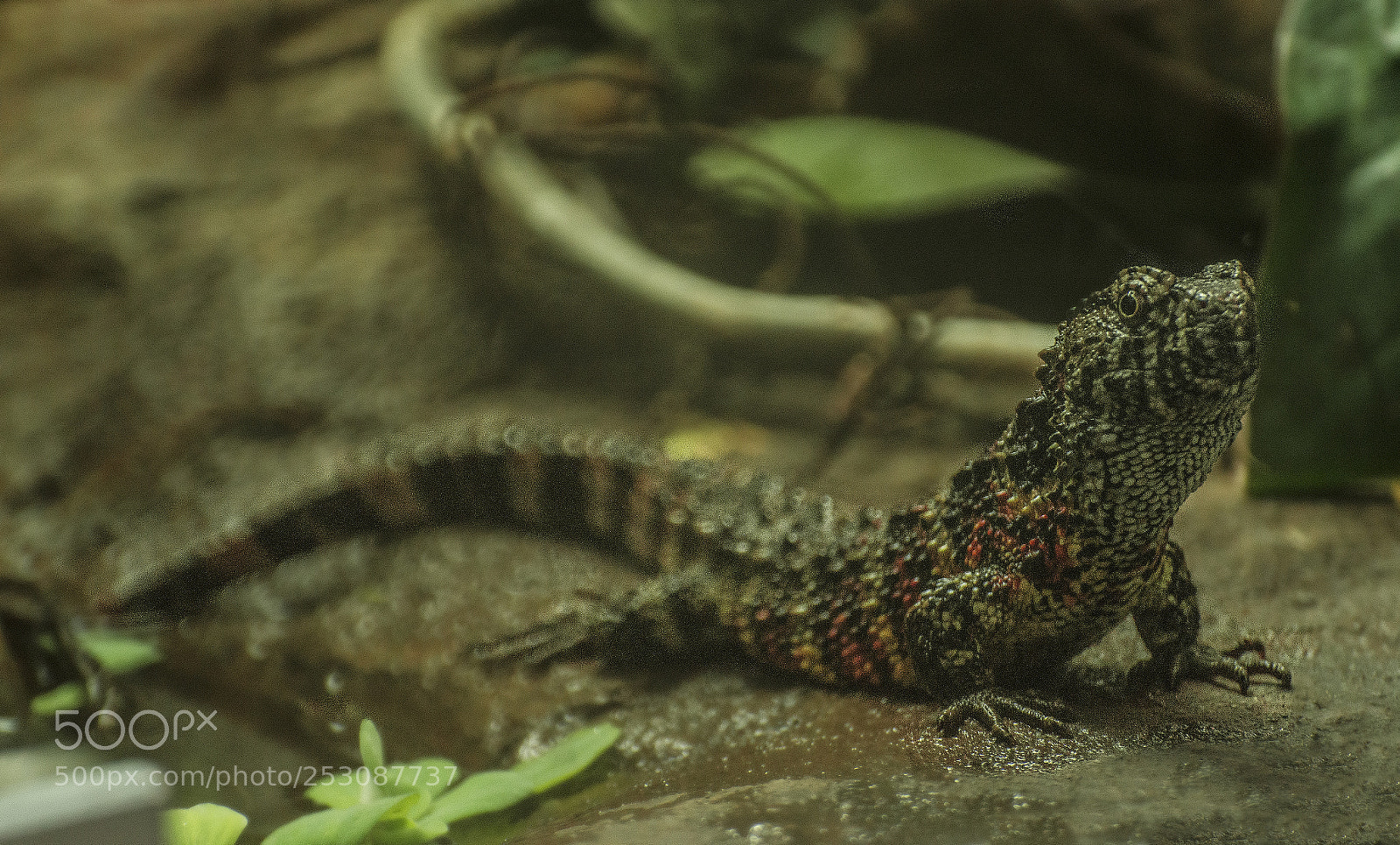 Nikon D610 sample photo. Chinese crocodile lizard photography