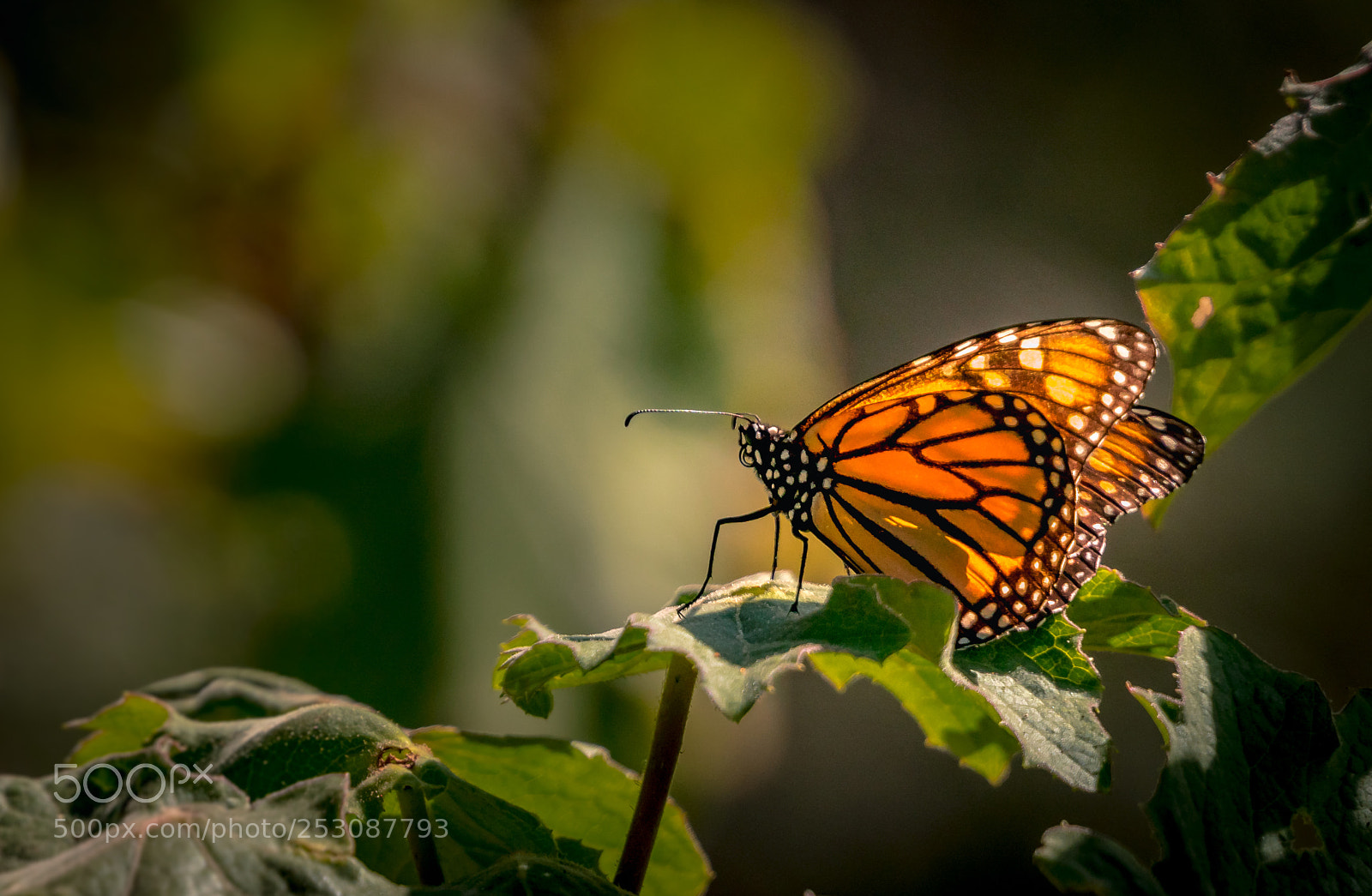 Sony a6500 sample photo. The monarch returns home photography