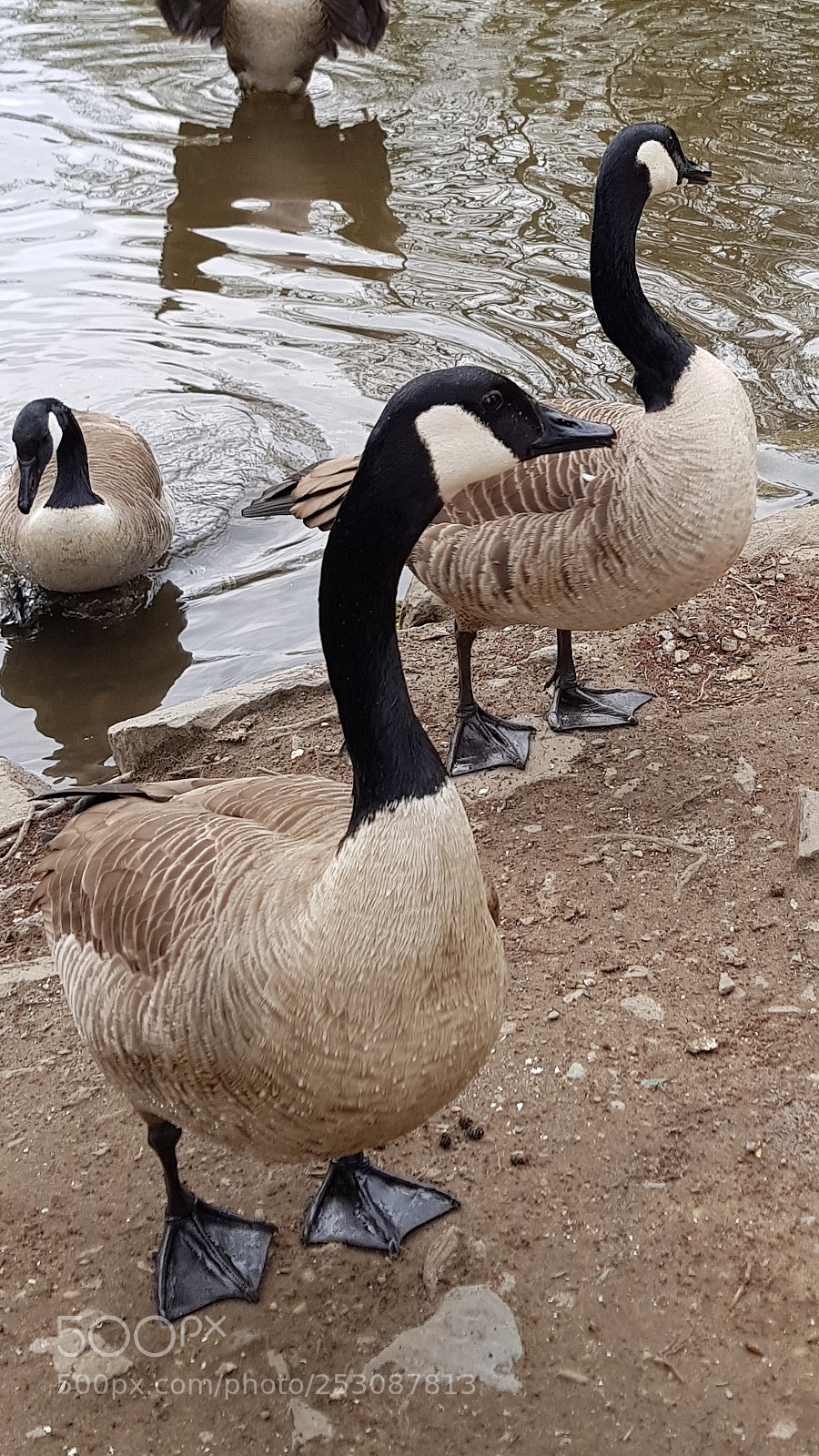 Samsung Galaxy S8+ sample photo. Untitled photography