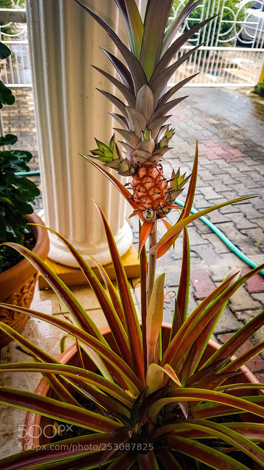 Samsung Galaxy S7 Edge sample photo. Untitled photography