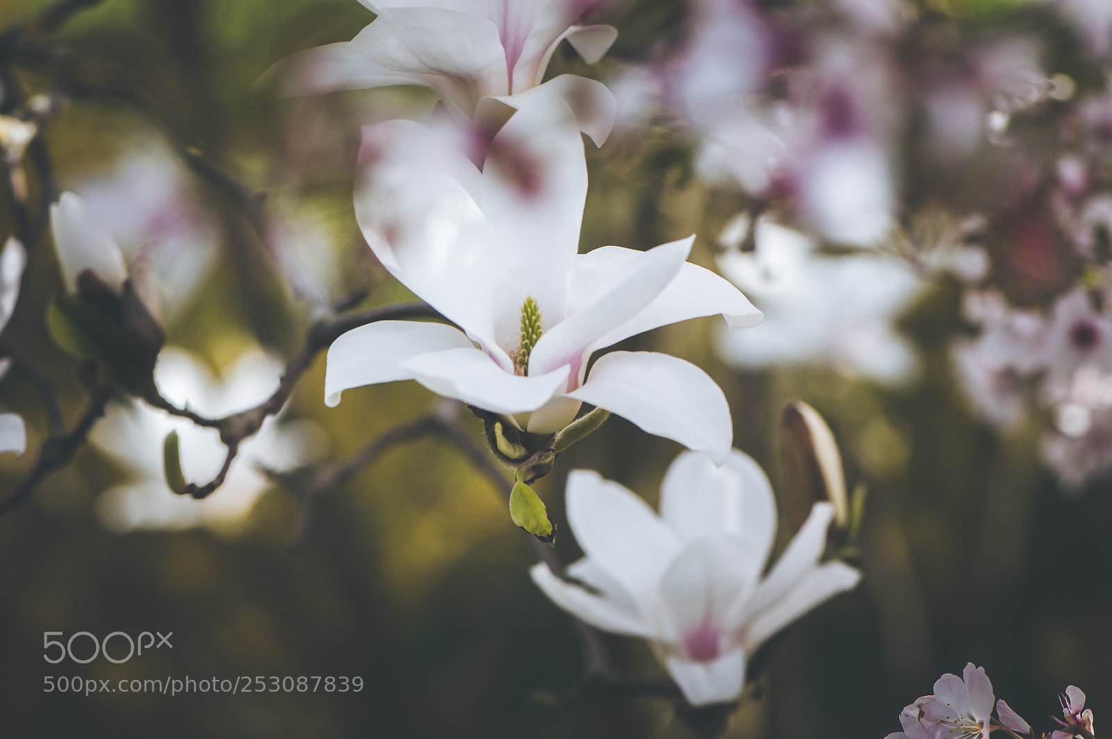 Nikon D90 sample photo. Magnolia blooming photography