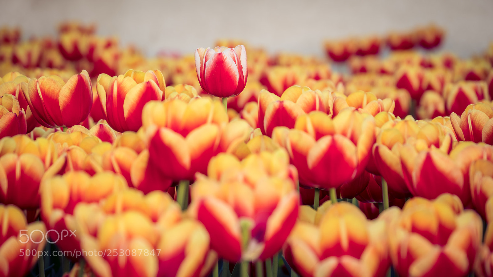 Fujifilm X-T2 sample photo. Tulip flowers photography