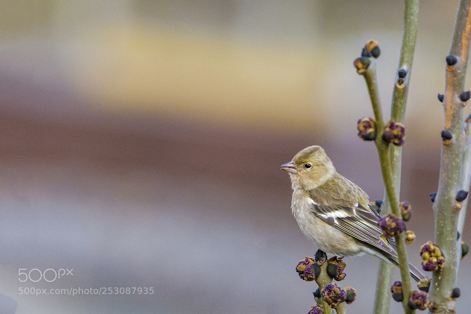 Nikon D7100 sample photo. Chaffinch - female photography