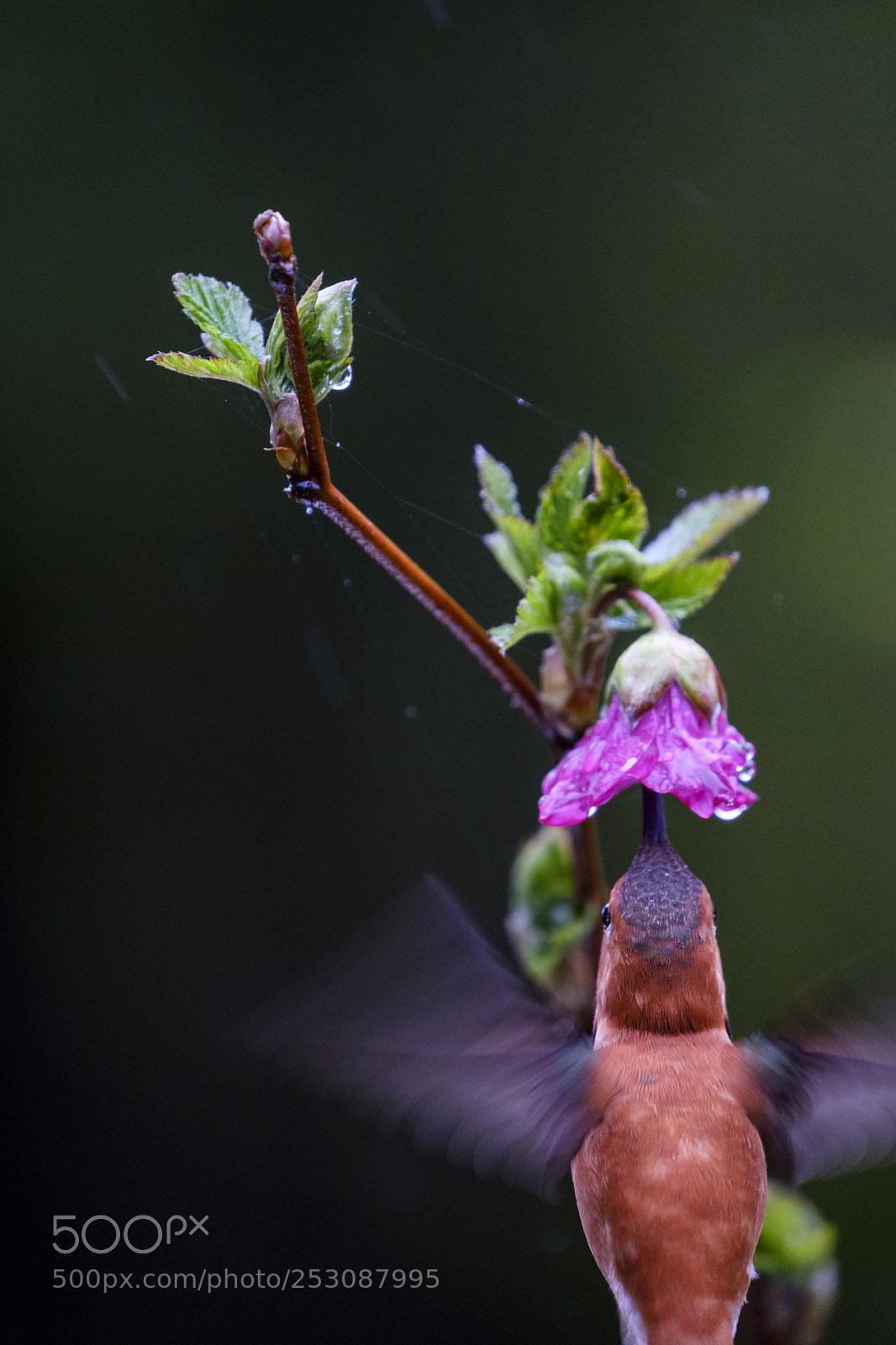 Fujifilm X-T2 sample photo. Rufous hummingbird photography