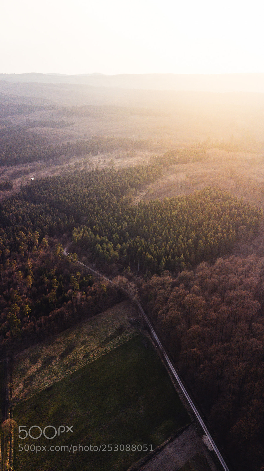 DJI FC220 sample photo. Sunny forest photography