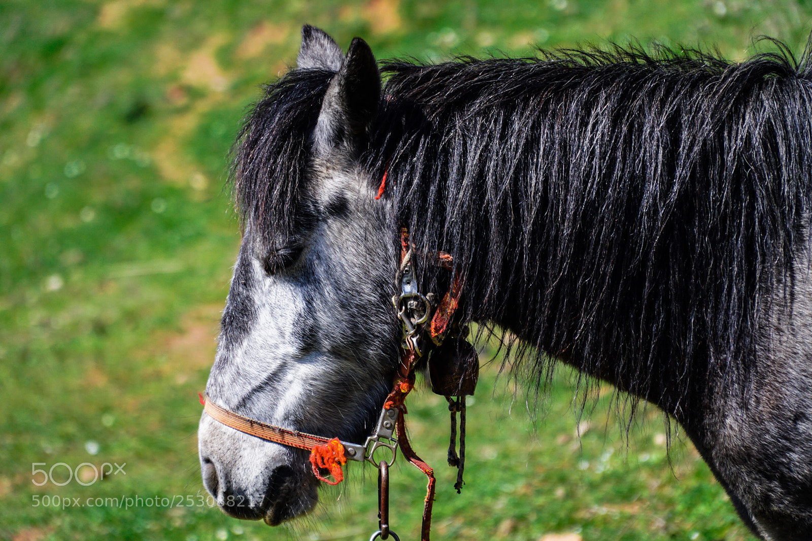 Sony a6500 sample photo. Horse portrait  photography