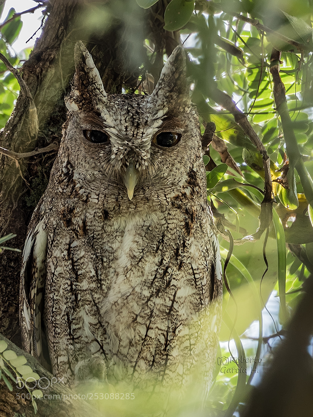 Olympus OM-D E-M1 Mark II sample photo. Estucurú (megascops cooperi) photography