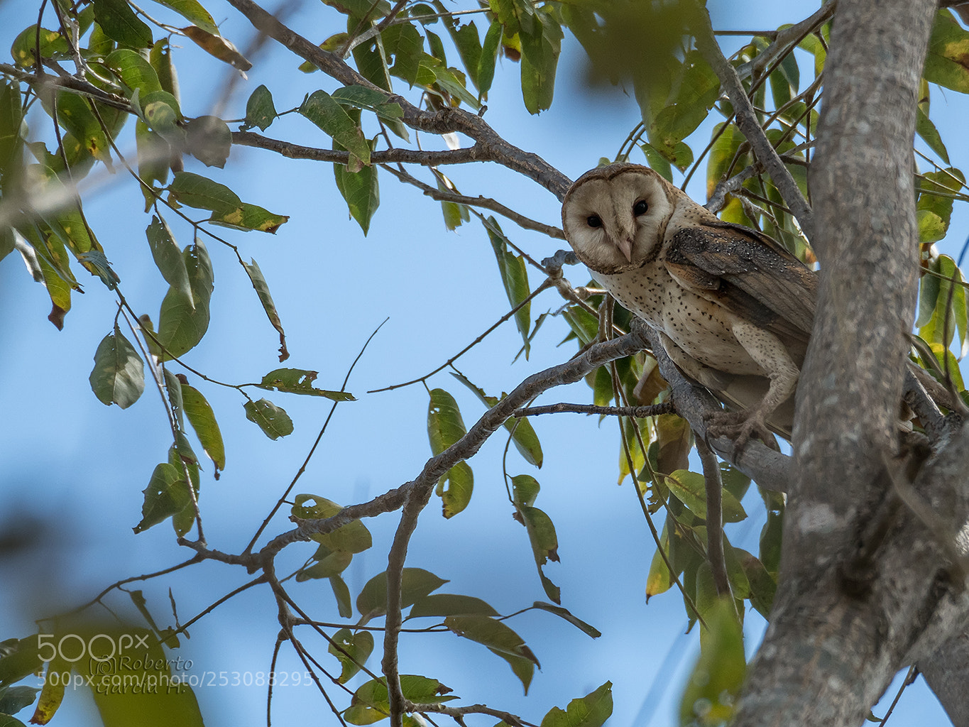 Olympus OM-D E-M1 Mark II sample photo. Tyto alba photography