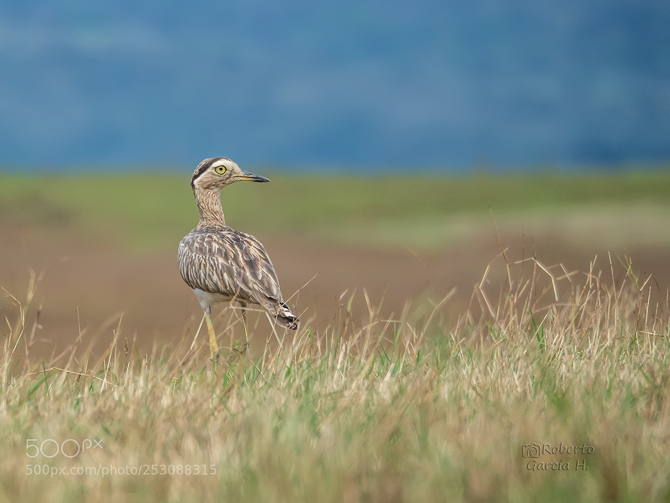 Olympus OM-D E-M1 Mark II sample photo. Alcarav n dara burhinus photography