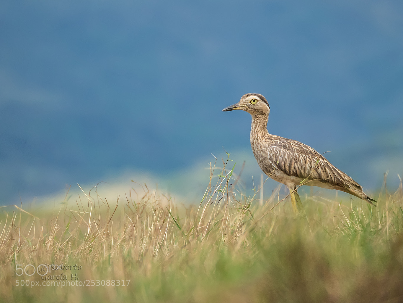 Olympus OM-D E-M1 Mark II sample photo. Alcarav n dara burhinus photography