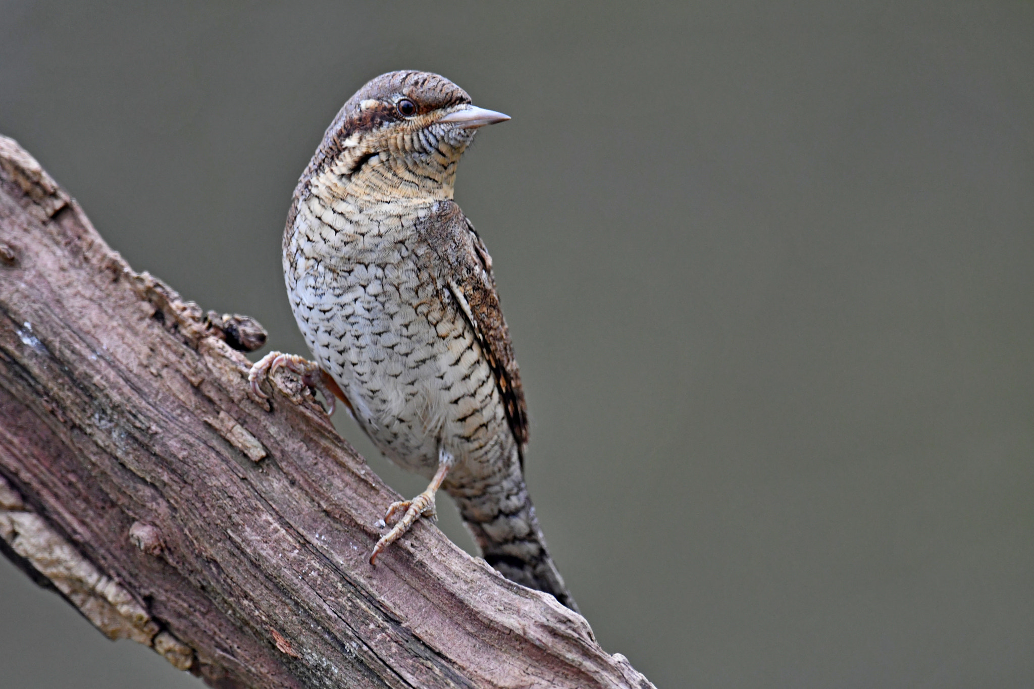 Nikon D500 + Nikon AF-S Nikkor 600mm F4G ED VR sample photo. Wryneck photography